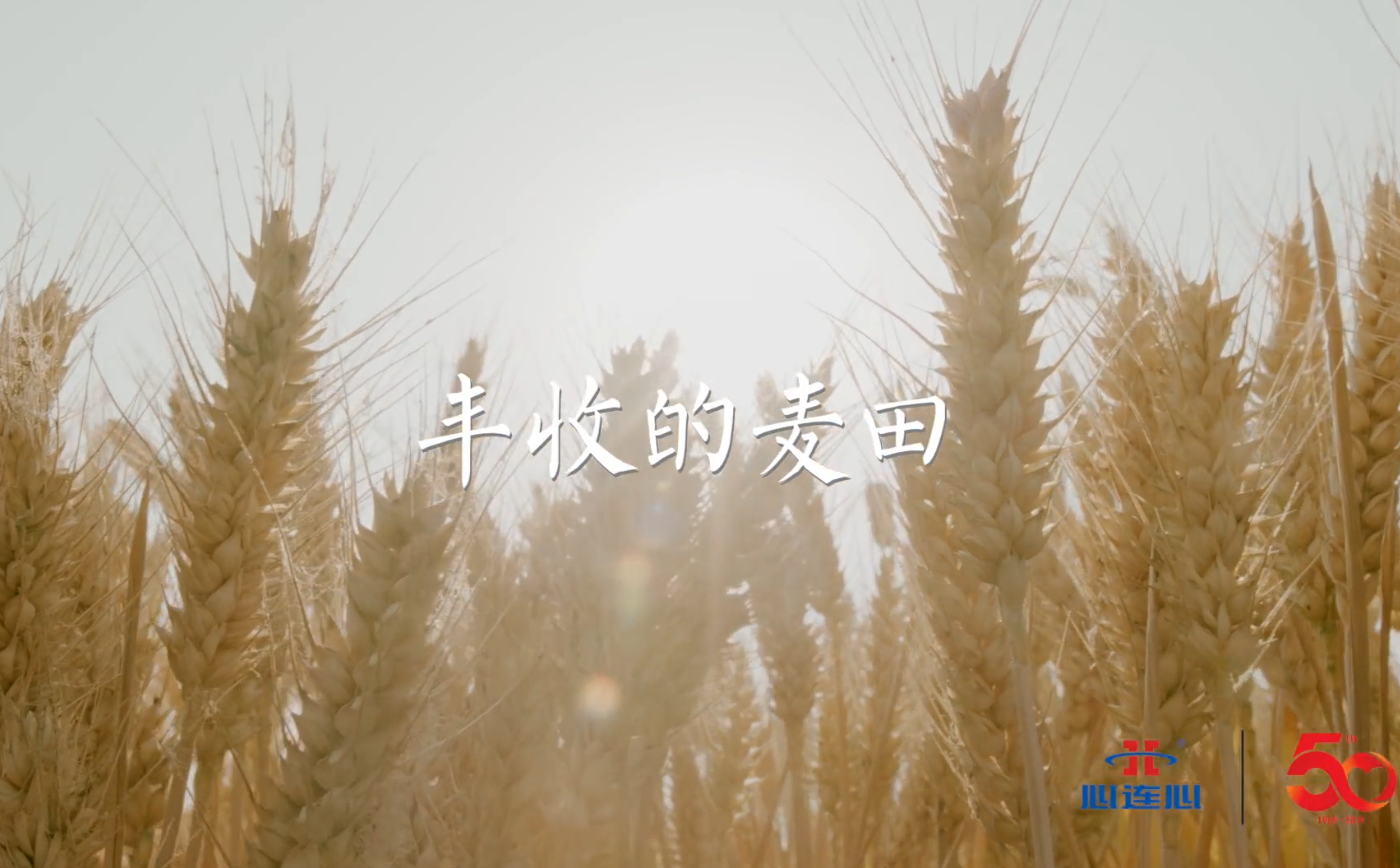 豐收的麥田